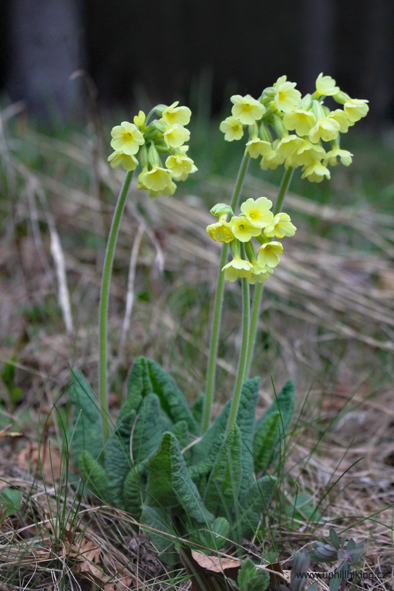 Muráňská Planina