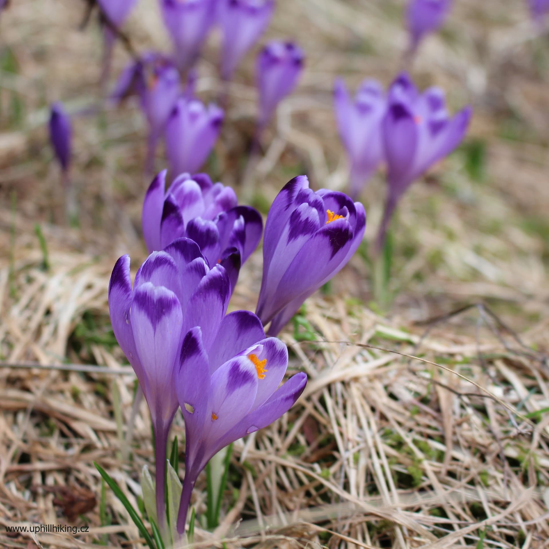 Muráňská Planina