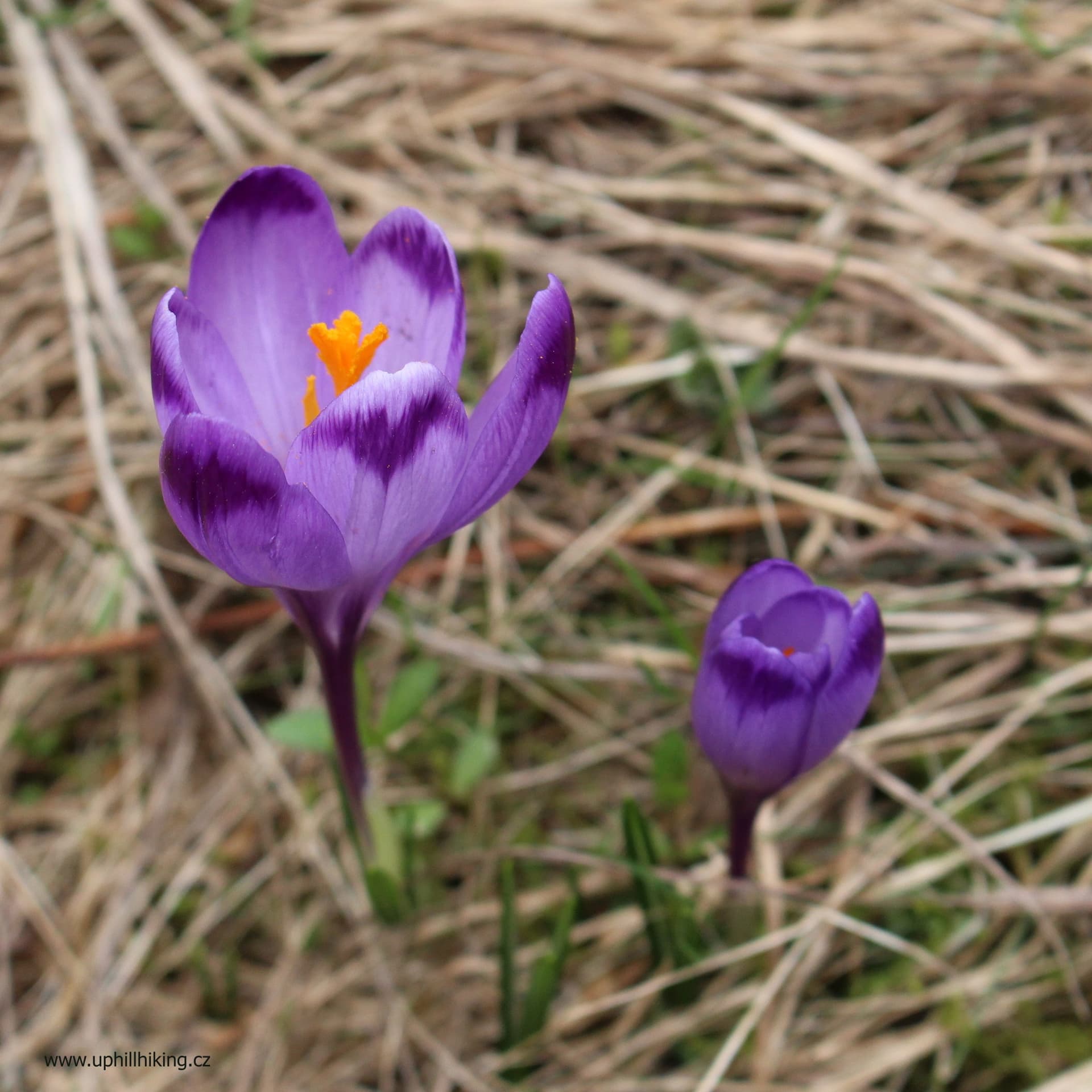 Muráňská Planina